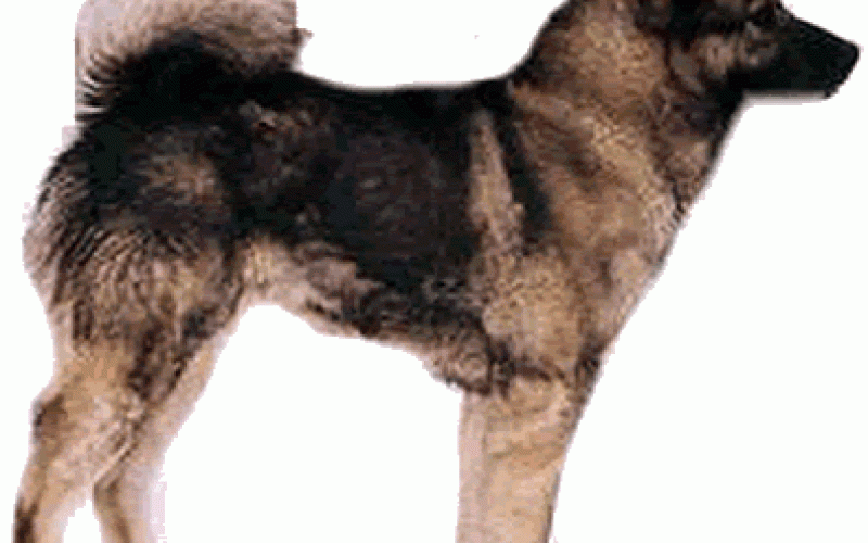 E-handelsföretag med fokus på hund och jakt