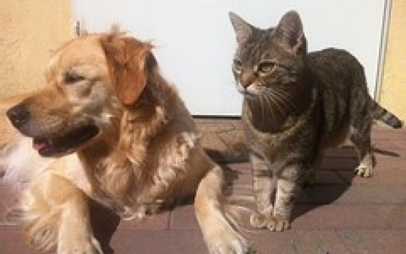 Butik & Kursverksamhet: Hund & Katt
