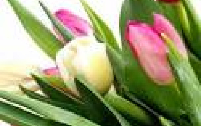 Väl inarbetad blomsterhandel